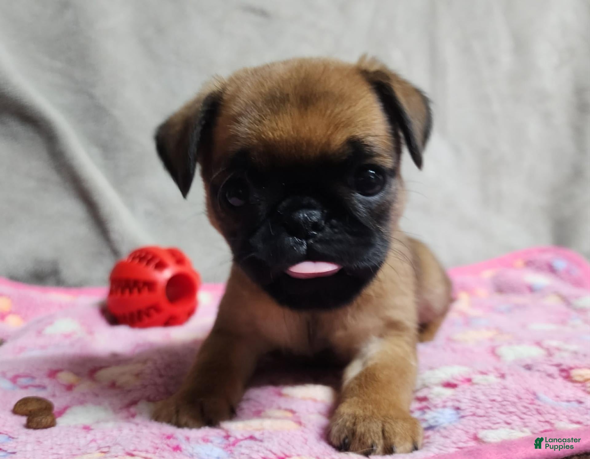 Brussels Griffon (Brussels Griffon, Female) in Willcox, AZ