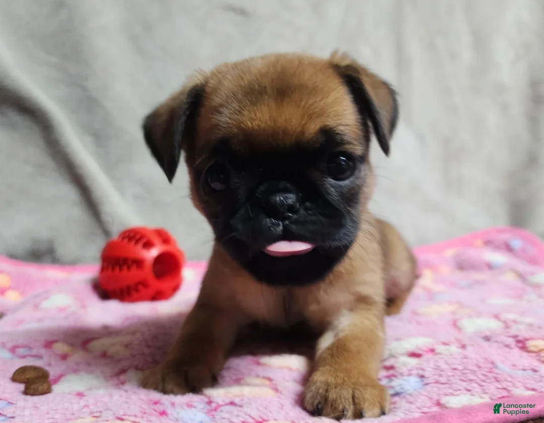Brussels Griffon dogs for sale: Brussels Griffon  - Ad 1