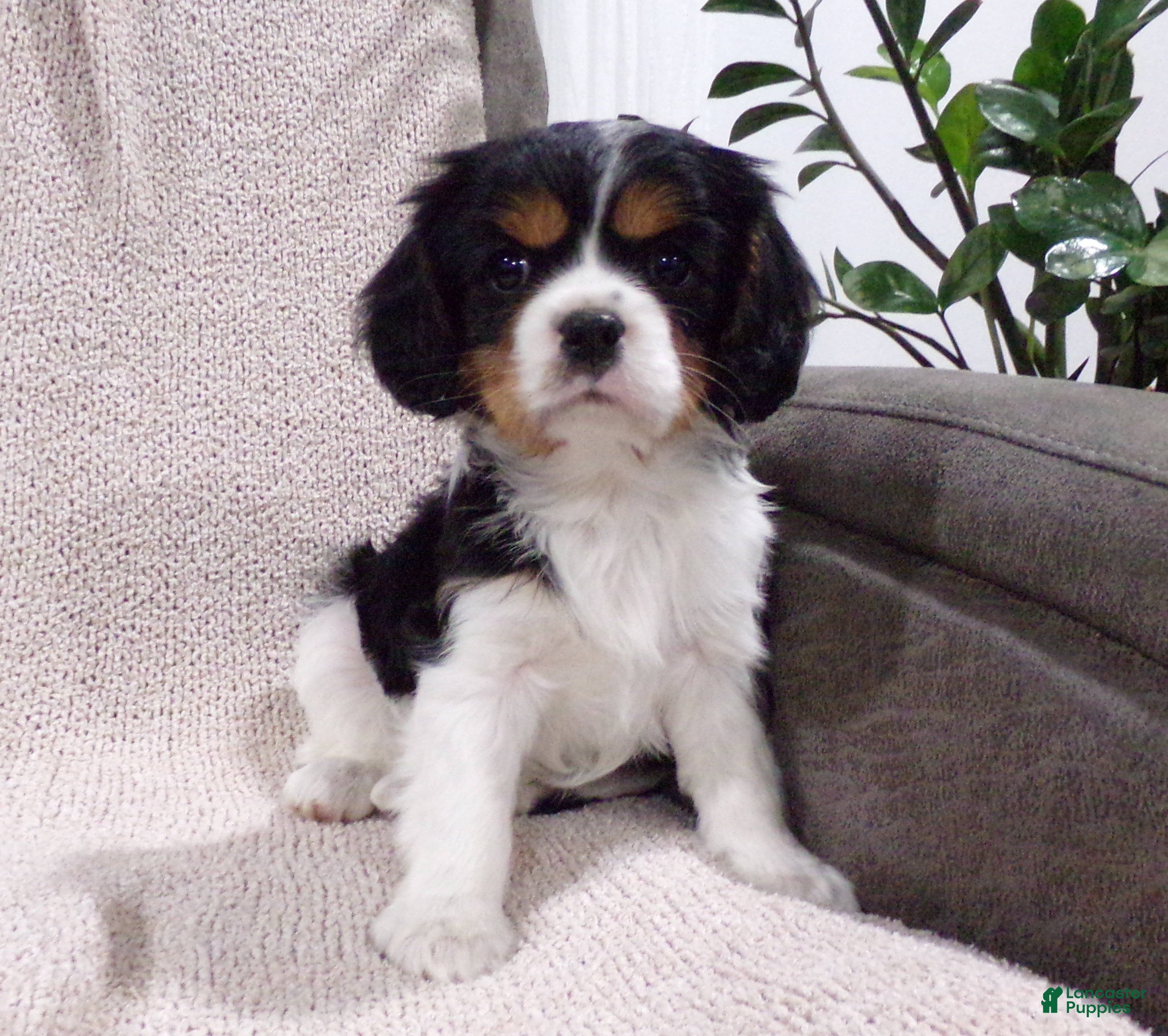 Cavalier King Charles Spaniel dogs Ellie - Ad 1