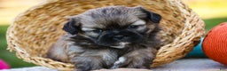 Shih Tzu dogs for sale: Shandy - Ad 2