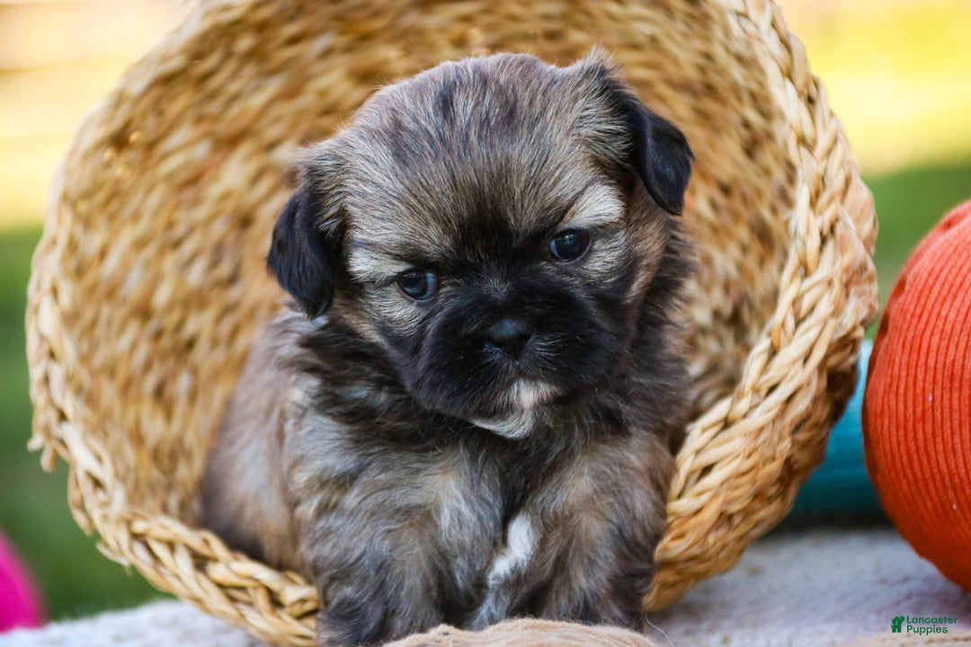 Shih Tzu dogs for sale: Shandy - Ad 2