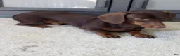Miniature Dachshund dogs for sale: Oliver - Ad 7