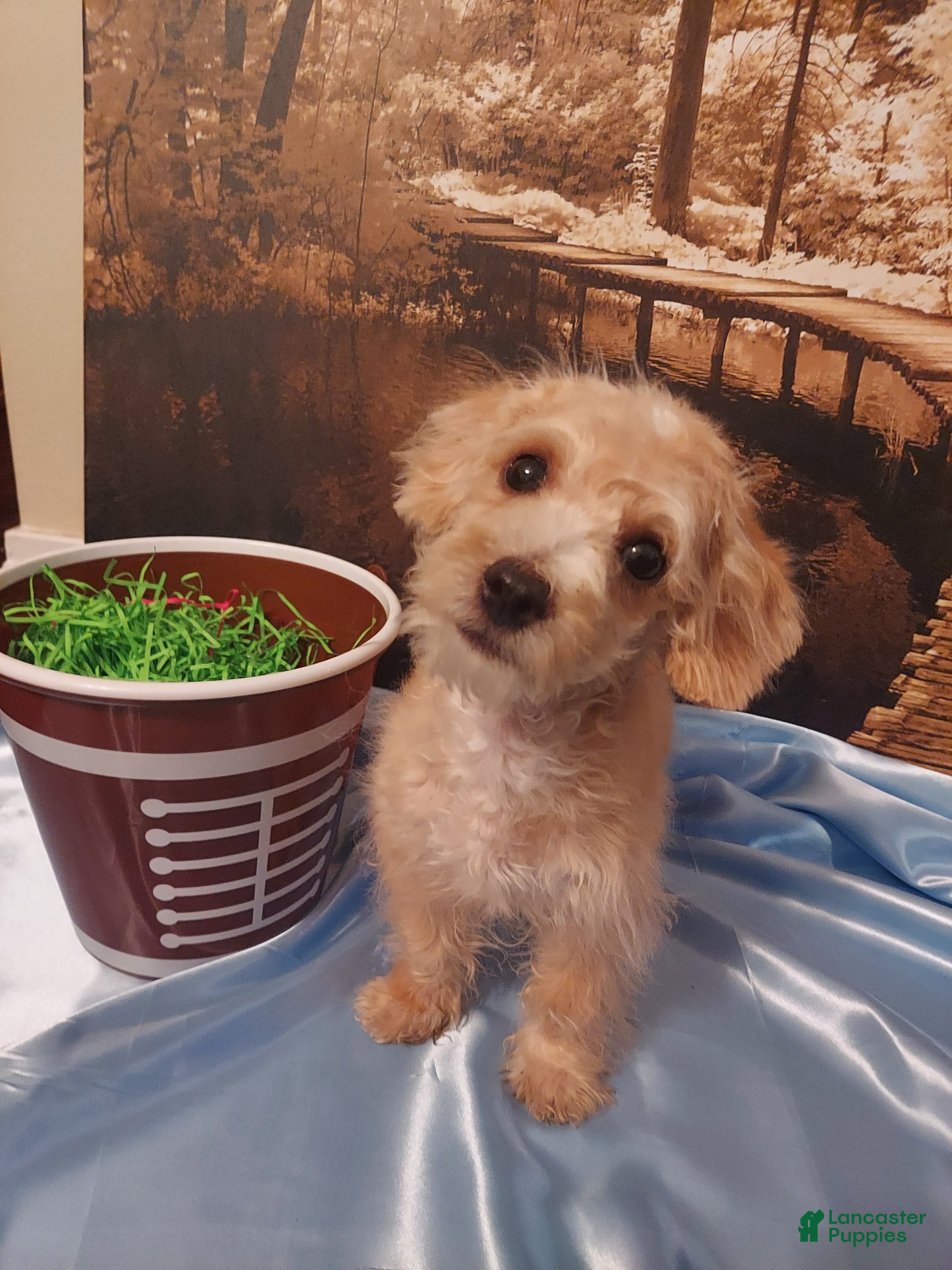 Yorkiepoo dogs Tuck - Ad 1