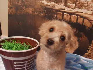 Yorkiepoo dogs Tuck - Ad 1