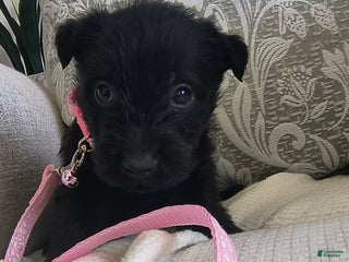 Scottish Terrier dogs - Ad 4