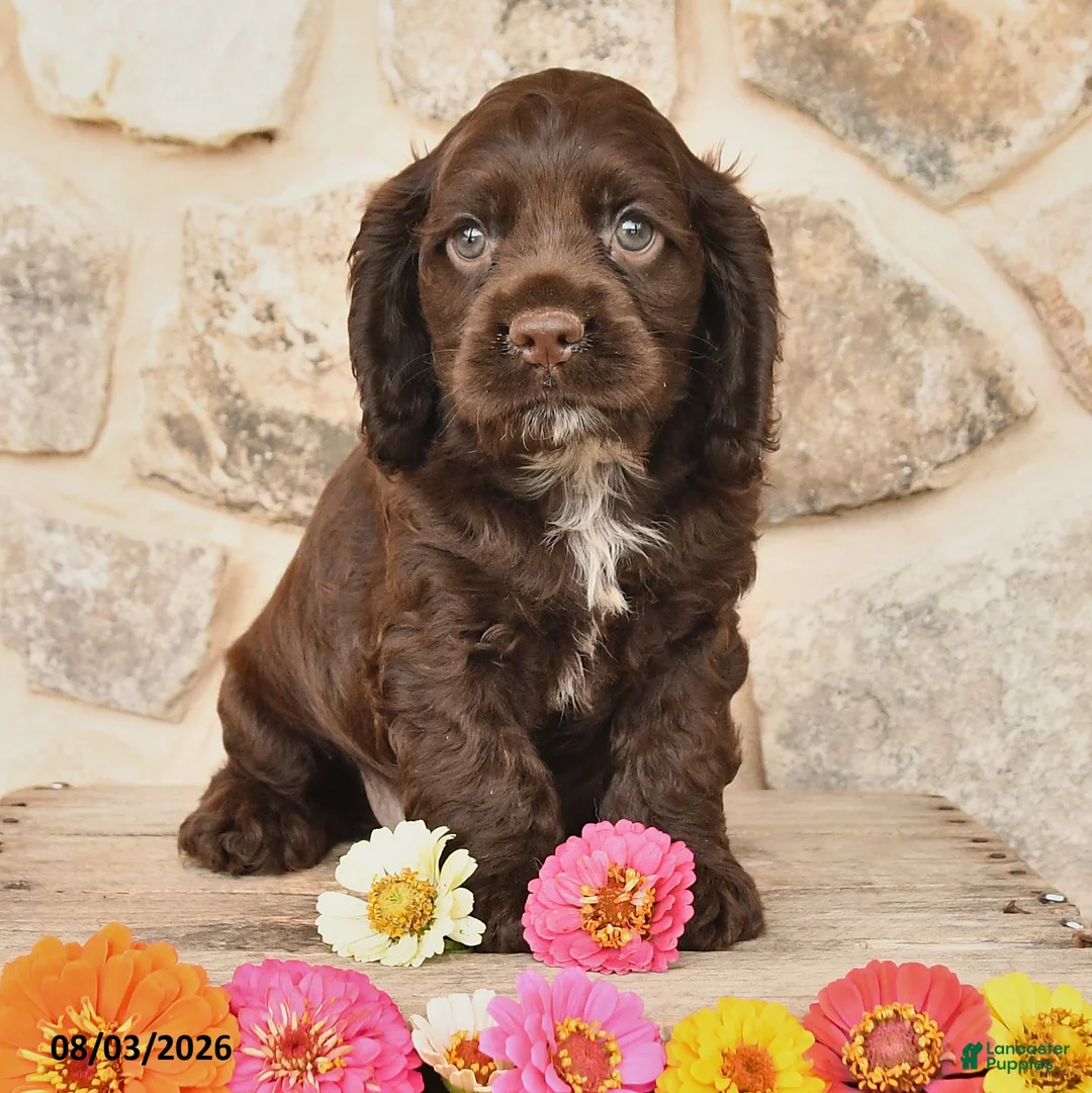 Cocker Spaniel dogs for sale: Duke - Ad 2