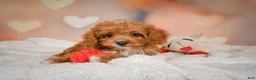 Cavapoo dogs for sale: Charles - Ad 3