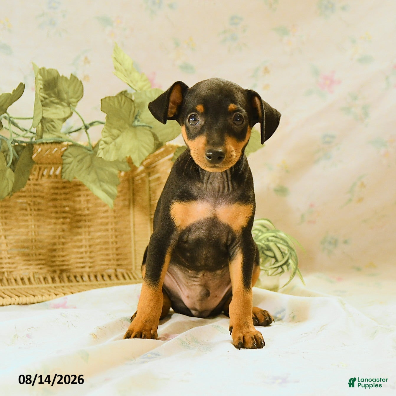 Miniature Pinscher dogs Rodney - Ad 2
