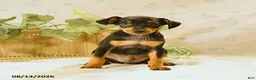 Miniature Pinscher dogs for sale: Rodney - Ad 2