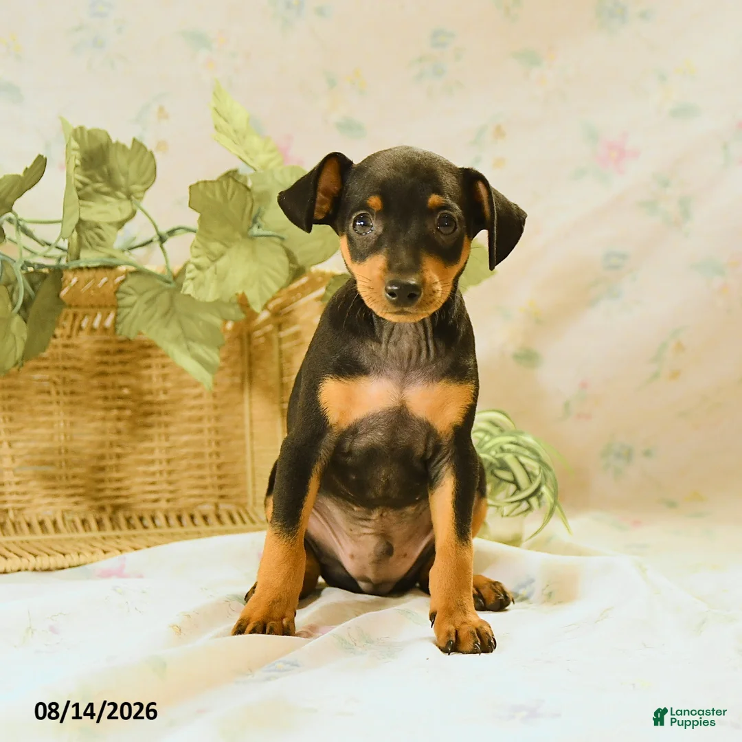 Miniature Pinscher dogs for sale: Rodney - Ad 2
