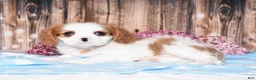 Cavalier King Charles Spaniel dogs for sale: Dalton - Ad 4