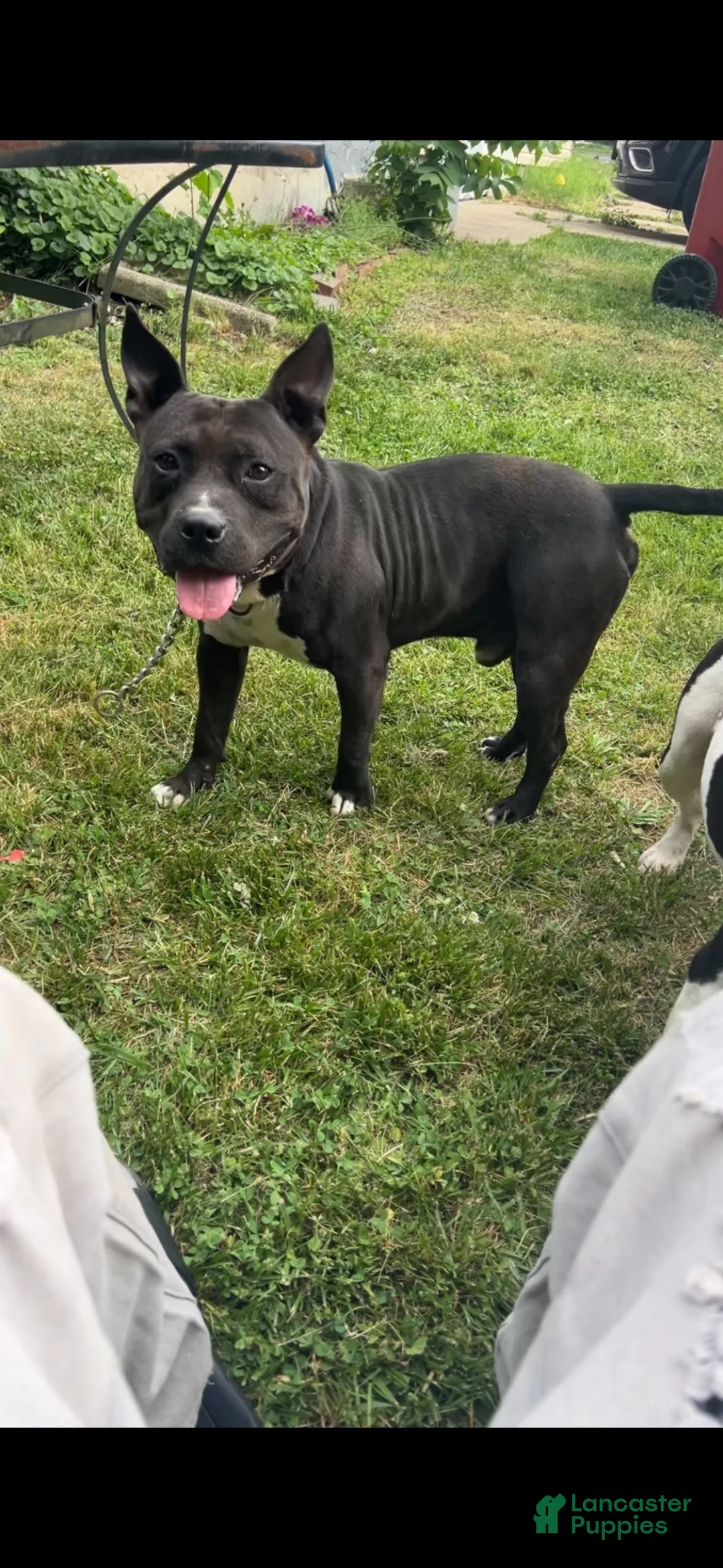 American Bully dogs for stud: Bruno - Ad 1