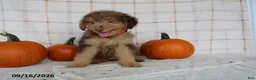 Mini Aussiedoodle dogs for sale: Benji - Ad 4
