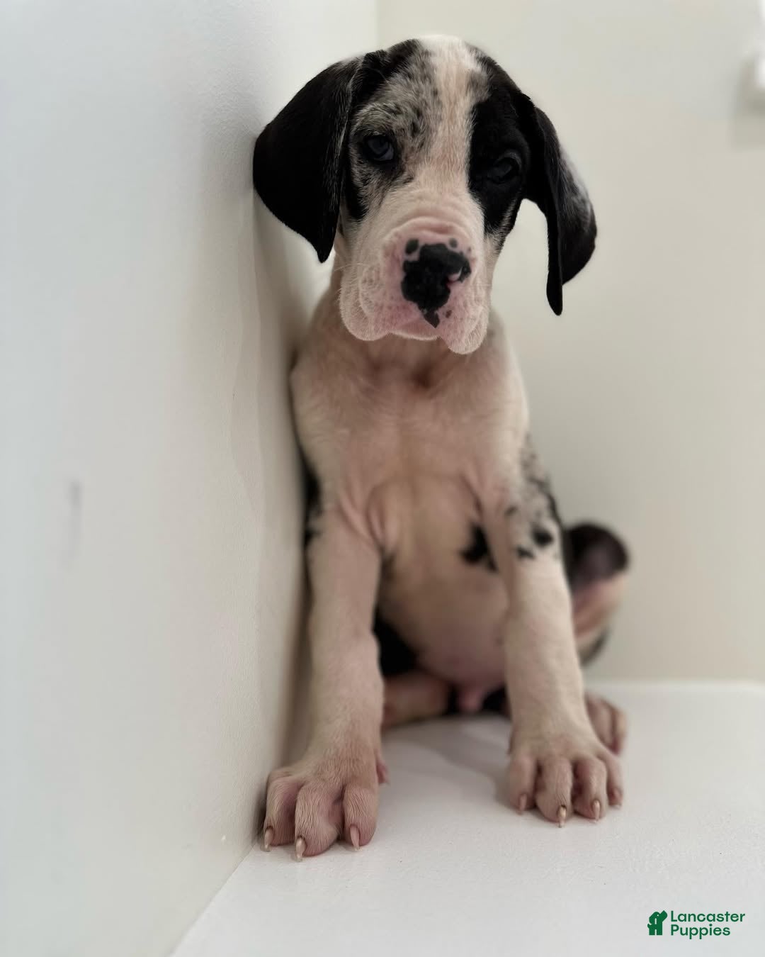 Great Dane dogs Rocky (Male) - Ad 7
