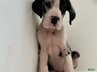 Great Dane dogs Rocky (Male) - Ad 15