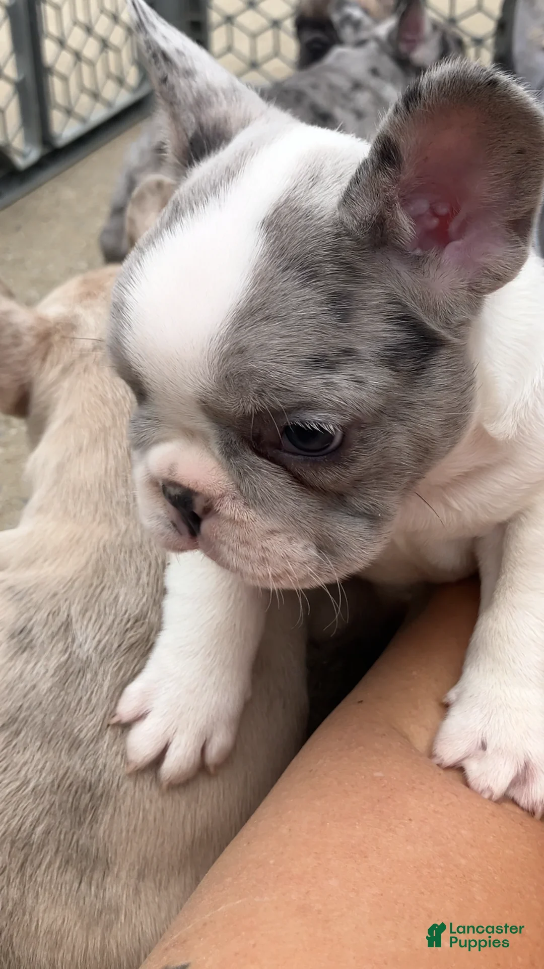 French Bulldog dogs for sale: Butler - Ad 2