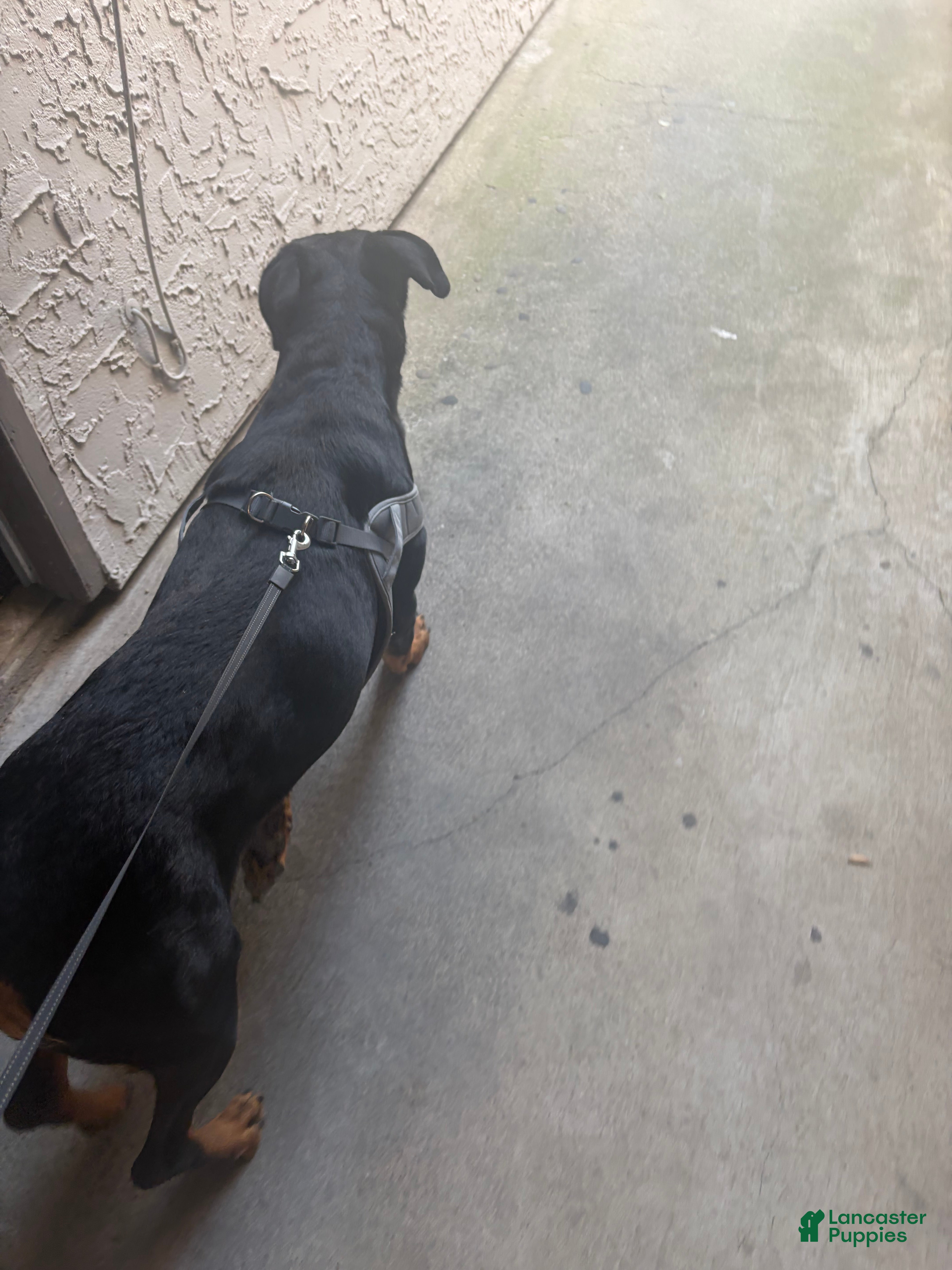 Rottweiler dogs Rottweiler 2 - Ad 9