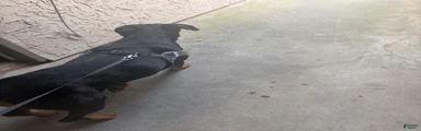 Rottweiler 2