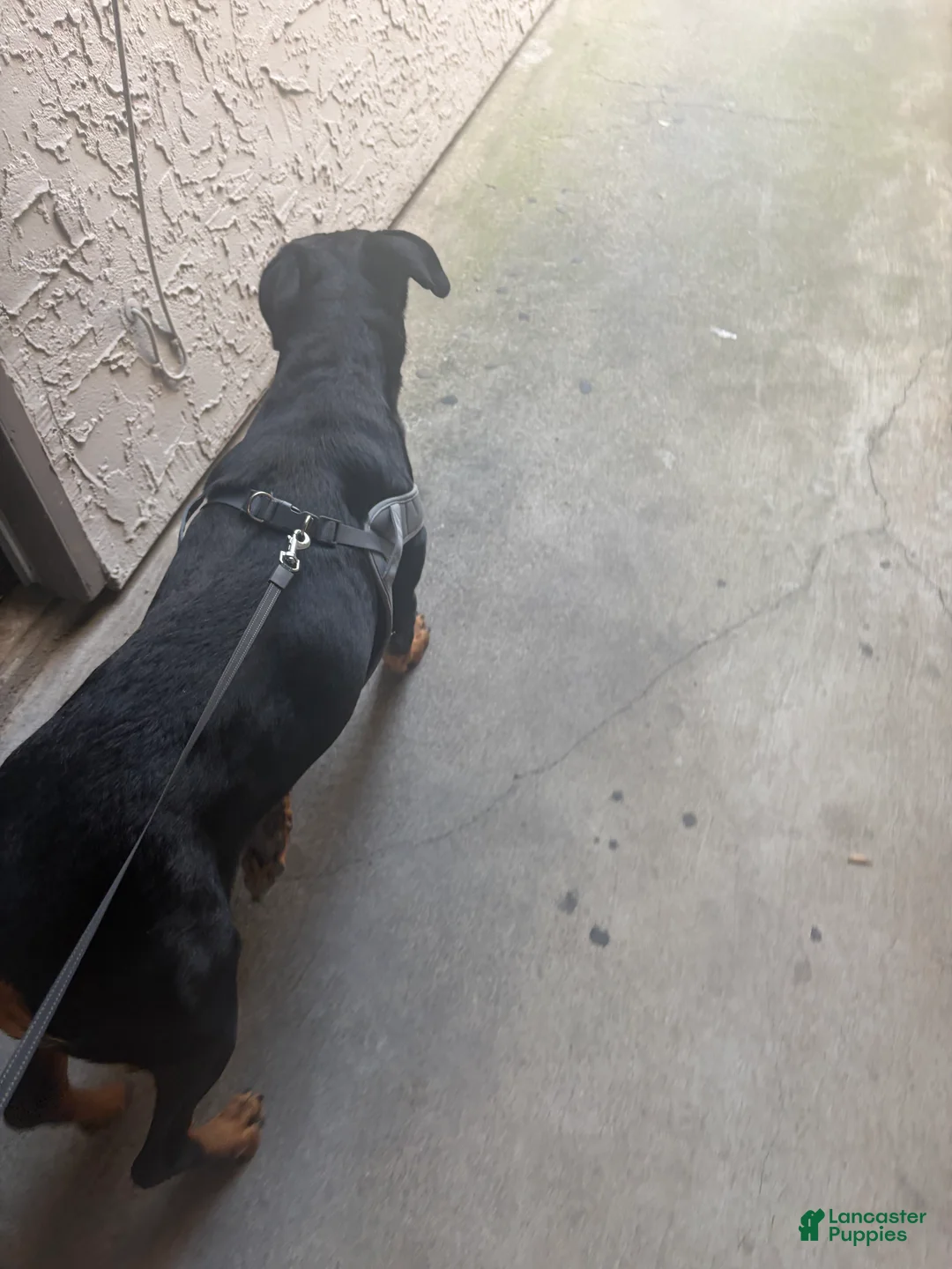 Rottweiler dogs for sale: Rottweiler 2 - Ad 1