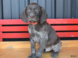 German Shorthaired Pointer dogs Buster - Ad 27