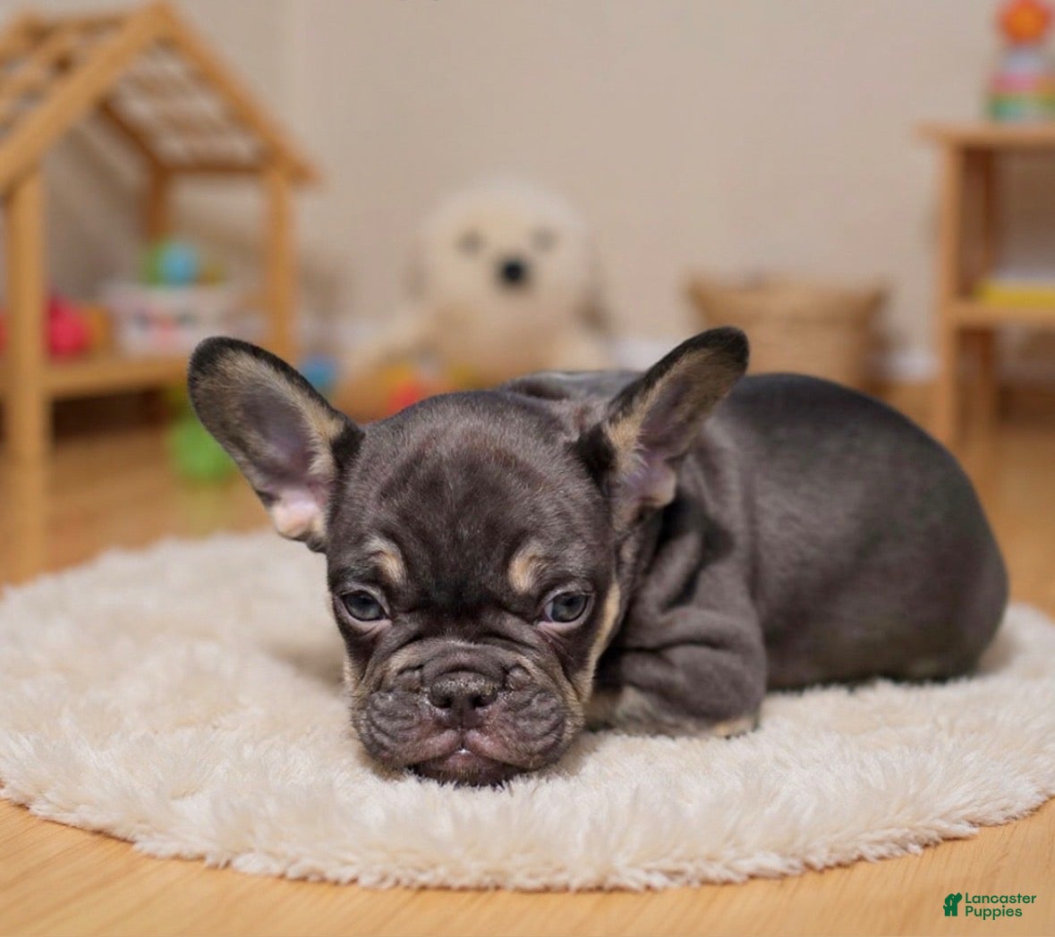 French Bulldog dogs Sammy - Ad 2