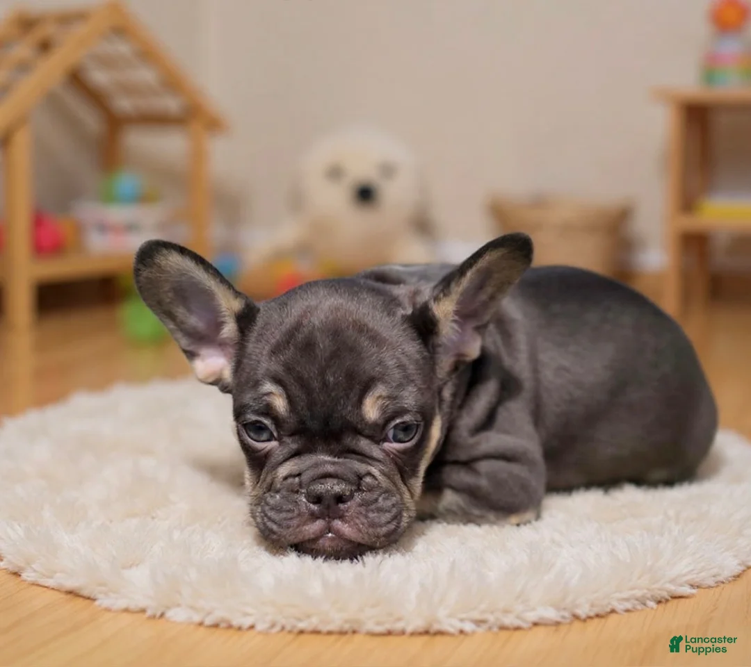French Bulldog dogs for sale: Sammy - Ad 2