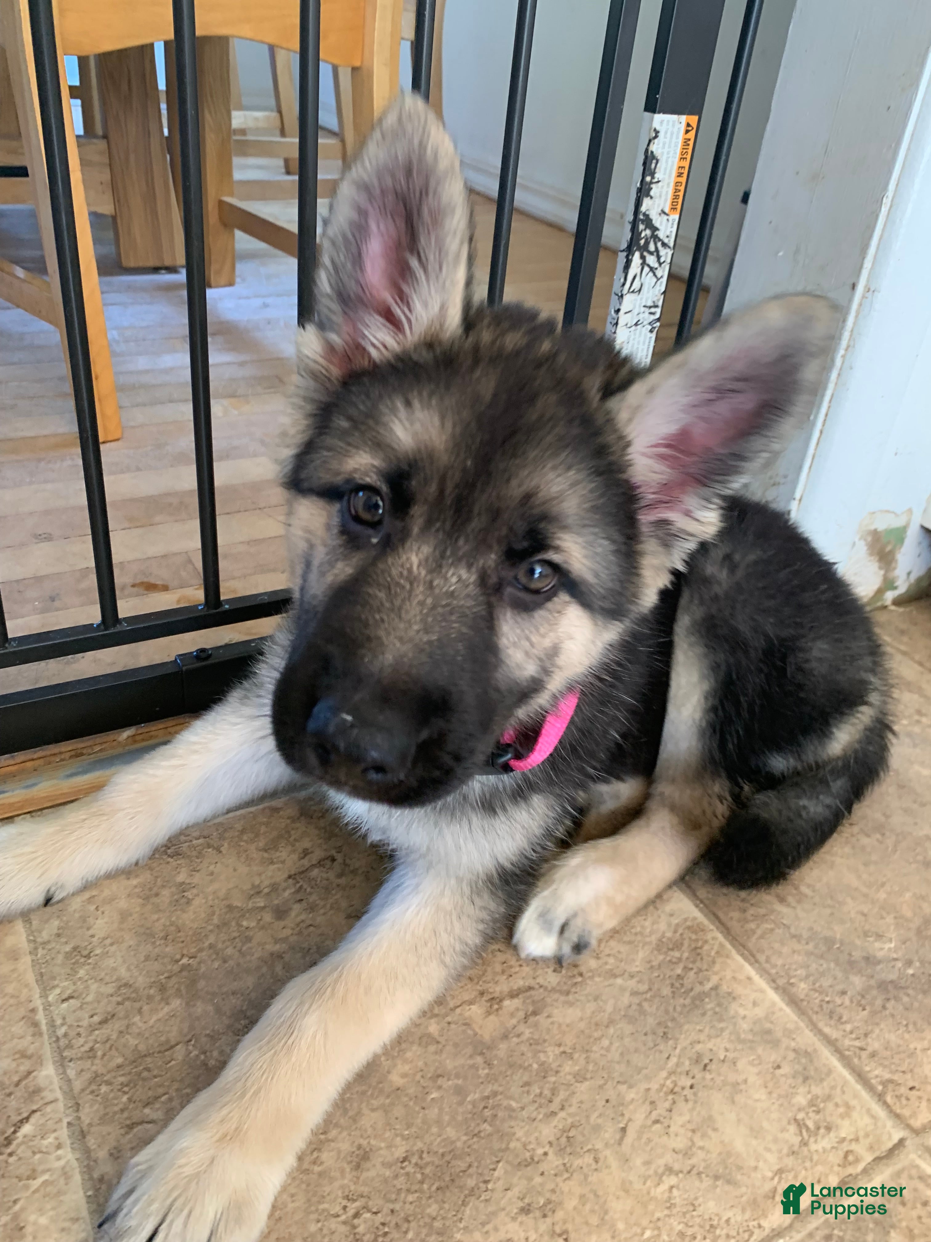 Gerberian Shepsky dogs Dottie - Ad 2