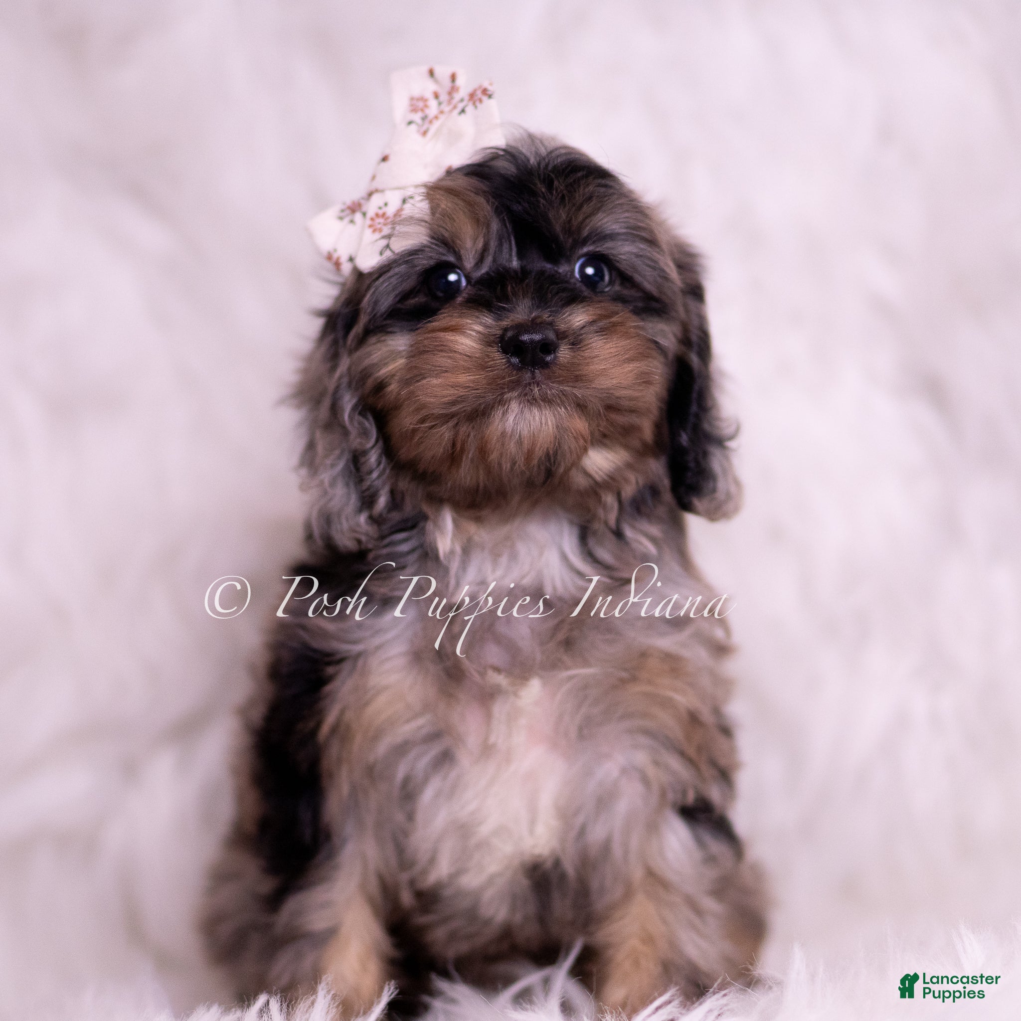 Cavapoo dogs Lucy Loo - Ad 28