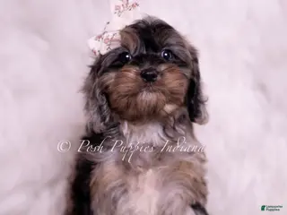 Cavapoo dogs Lucy Loo - Ad 28