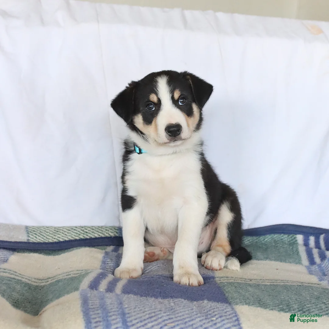 Border Collie dogs for sale: Dexter - Ad 1