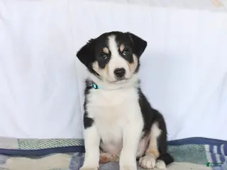 Border Collie dogs for sale: Dexter - Ad 3