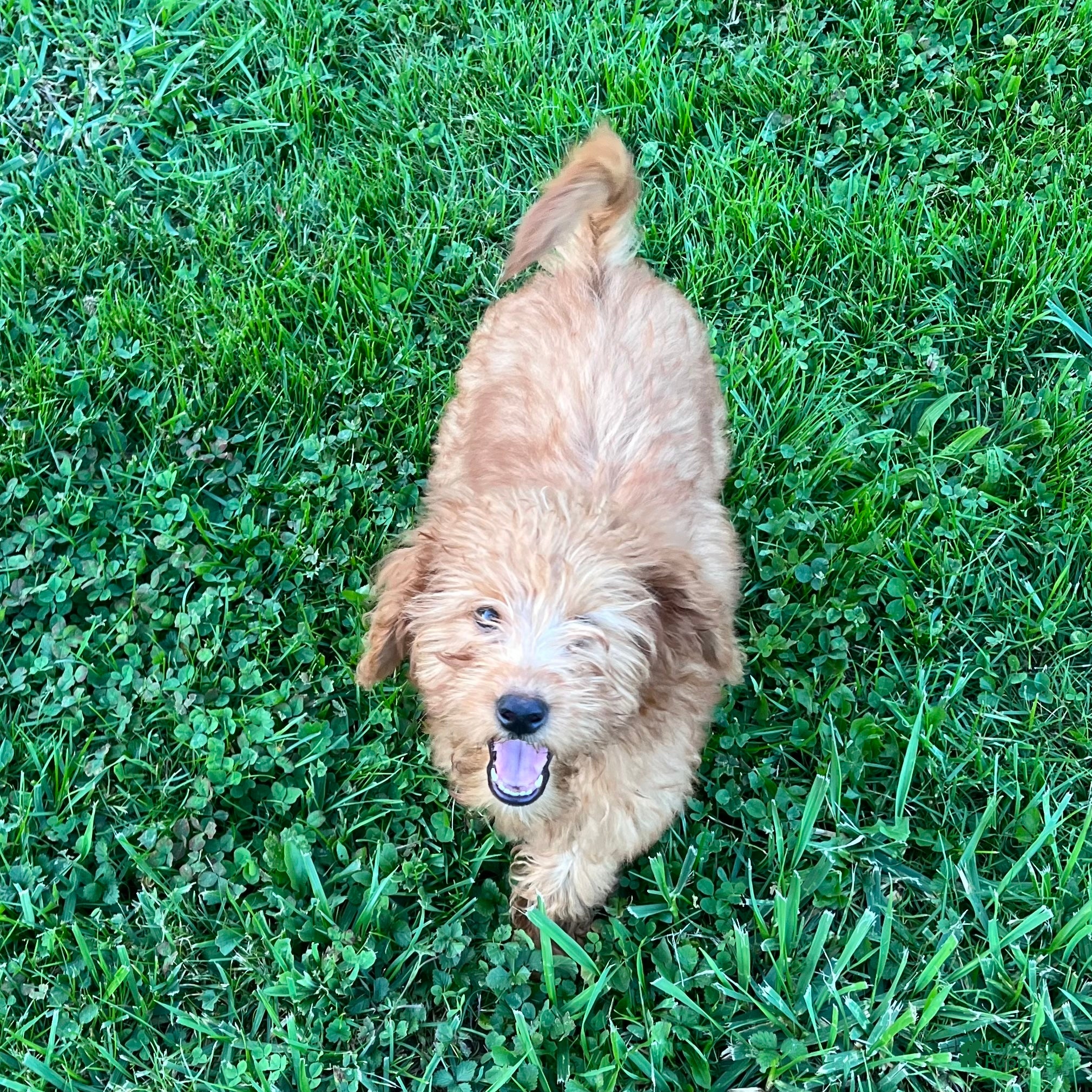Goldendoodle dogs Hazel medium sized - Ad 2