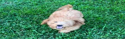 Goldendoodle dogs for sale: Hazel medium sized - Ad 2