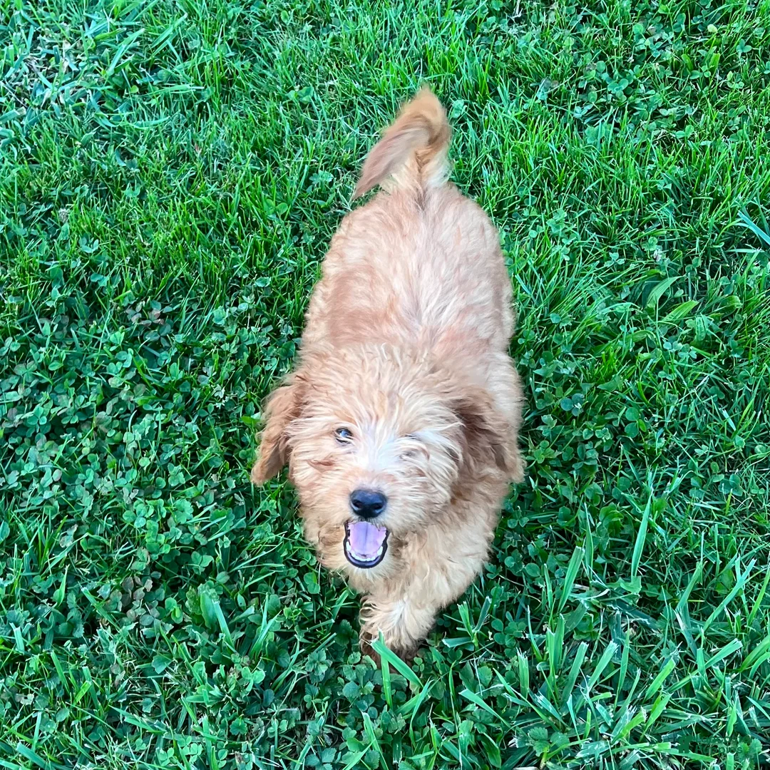 Goldendoodle dogs for sale: Hazel medium sized - Ad 2