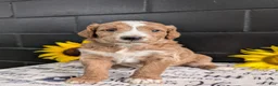 Goldendoodle dogs for sale: Lola - Ad 1