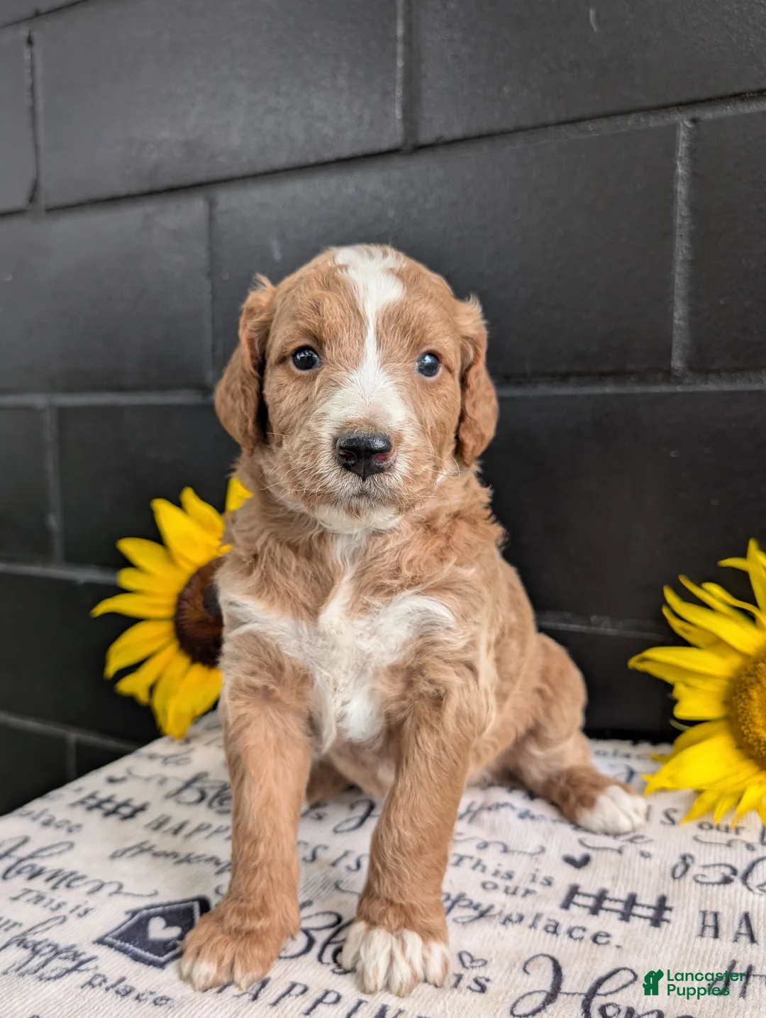 Goldendoodle dogs for sale: Lola - Ad 1
