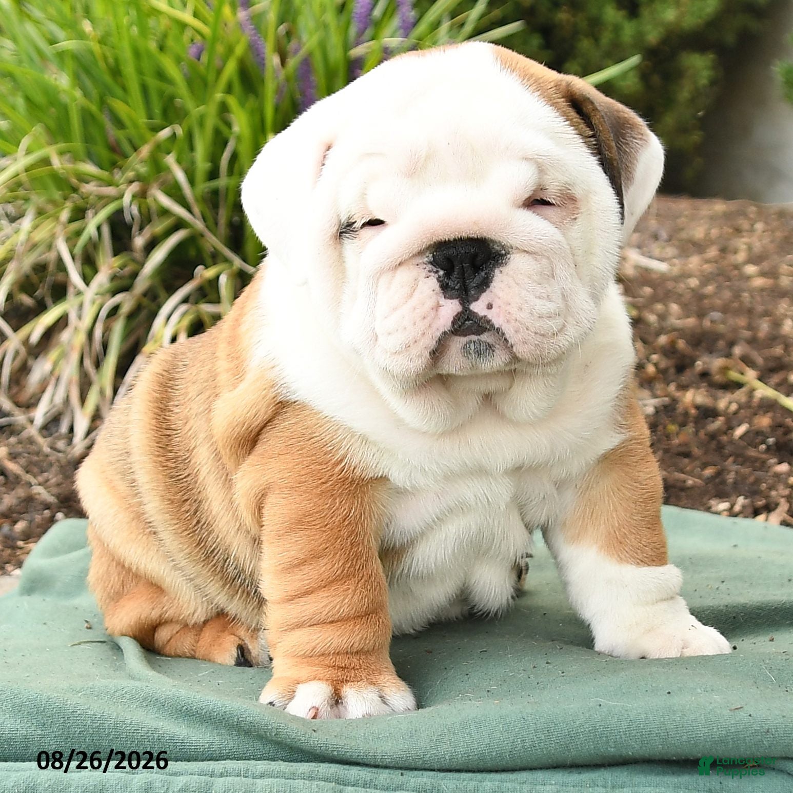 English Bulldog dogs Poky - Ad 2