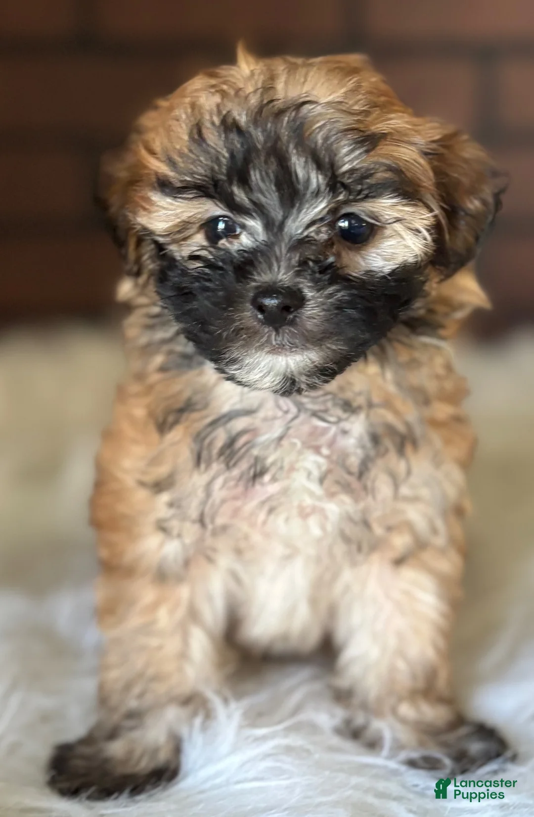 Maltipoo dogs for sale: Autumn - Ad 1