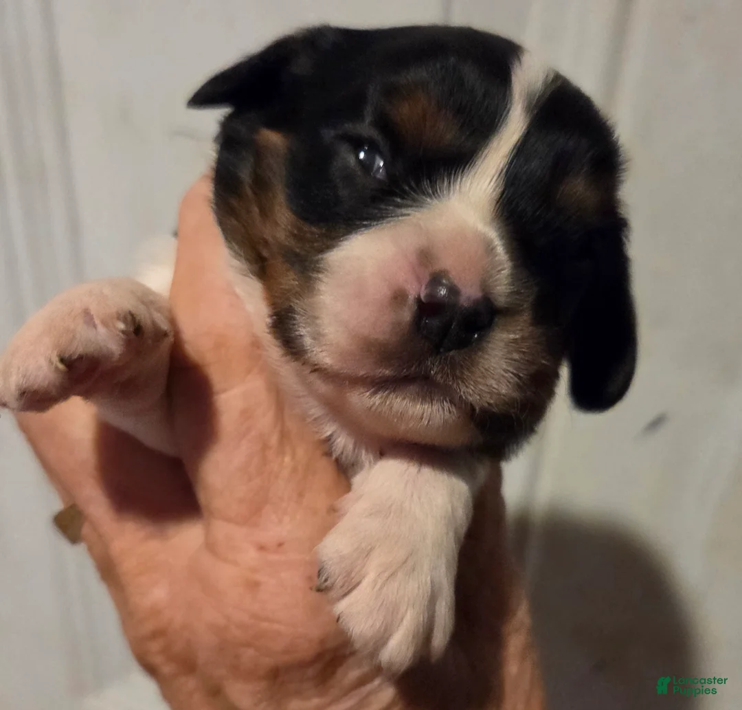 Cavalier King Charles Spaniel dogs for sale: Cavalier King Charles Spaniel Puppy 2 - Ad 1