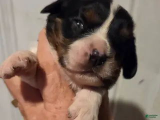 Cavalier King Charles Spaniel dogs for sale: Cavalier King Charles Spaniel Puppy 2 - Ad 4