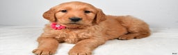 Golden Retriever dogs for sale: Karma - Ad 2
