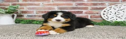 Bernese Mountain Dog dogs for sale: Star - Ad 8