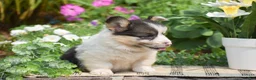 Welsh Corgi Pembroke dogs for sale: Caspian - Ad 3