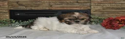 Shih Tzu dogs for sale: Tanya - Ad 5