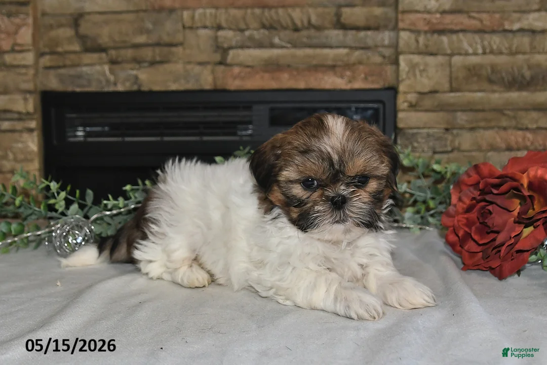 Shih Tzu dogs for sale: Tanya - Ad 5