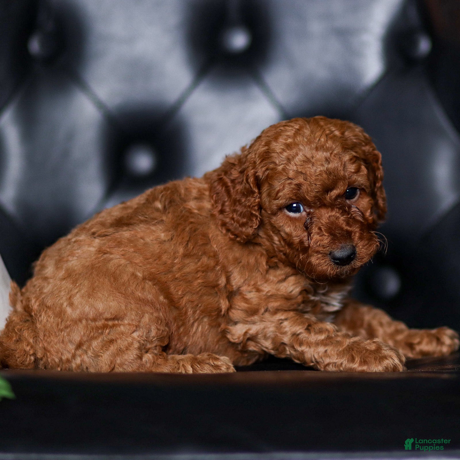 Mini Goldendoodle dogs Lucas - Ad 2
