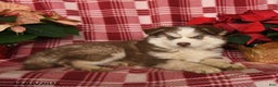 Pomsky dogs for sale: Winter - Ad 1