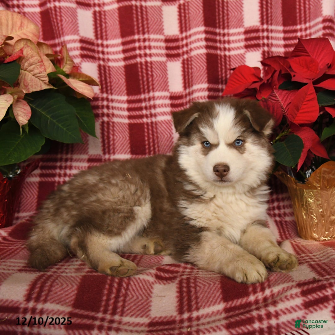 Pomsky dogs for sale: Winter - Ad 1