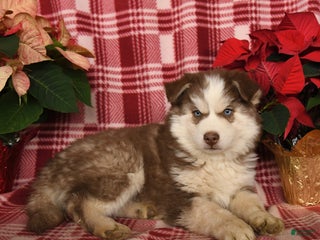 Pomsky dogs for sale: Winter - Ad 1
