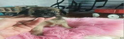 Chihuahua dogs for sale: Micro teacup chihuahua long hair. Hand Delivery  - Ad 6